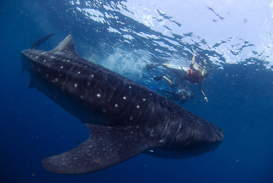 visitors swimming with a whale shark, Cancun