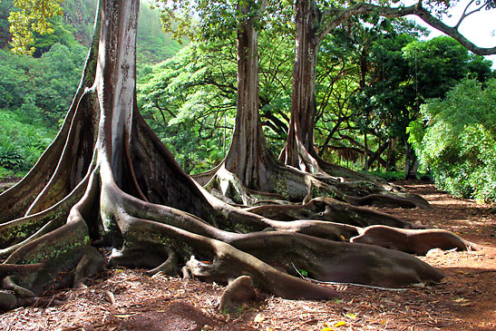 the National Tropical Botanical Garden , Kaua'i