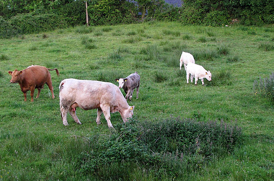 cows grazing at a pasture, one of the scenes encountered while walking in Sligo County