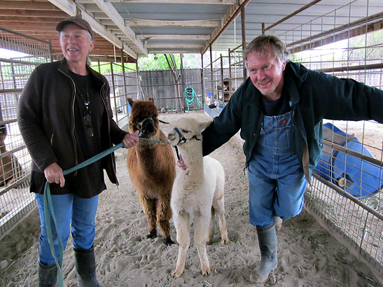Laurie & Eric Kreis with two of their alpacas at the El Paca Pastures