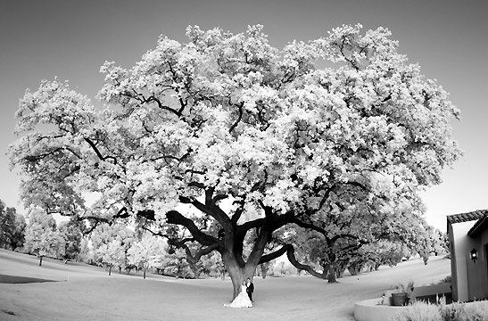 oak tree