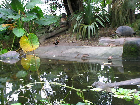 a pool at the Masoala Hall Rainforest, Zurich Zoo