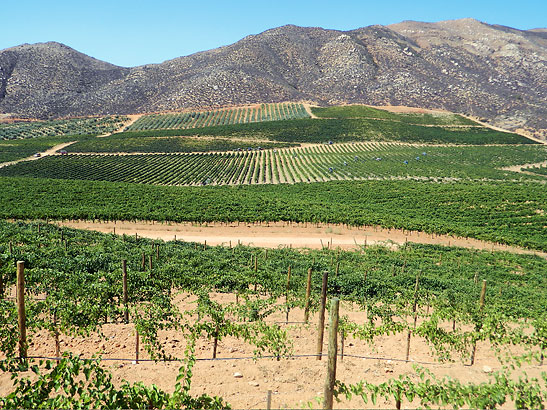 vineyards in the Valle de Guadalupe. Baja California