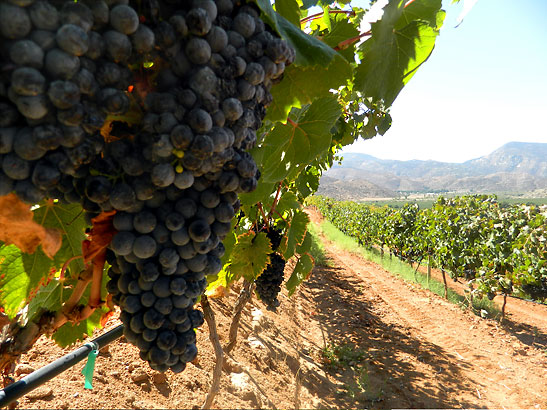 grapes before harvest at the La Cetto Vineyards, Tecata