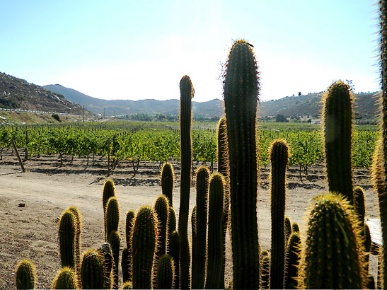 Monte Xanic vineyards at the Valle de Guadalupe with cacti in the foreground