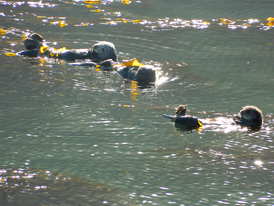 otters feasting on oysters, Morro Bay