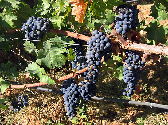 ripening grapes at a vineyard in Chile