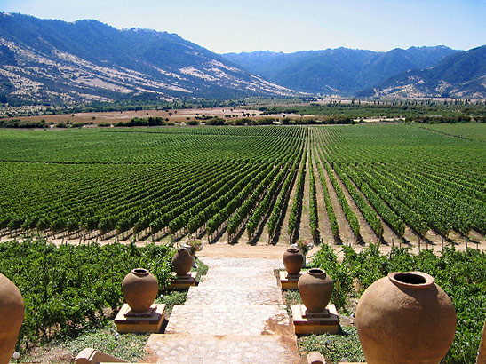 view of vineyard and hills from the patio restaurant at The Santa Cruz Winery