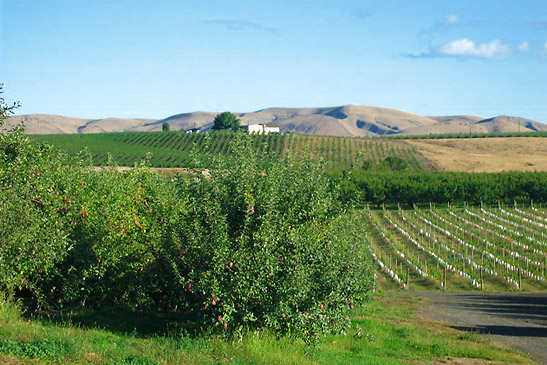 vineyards in eastern Washington
