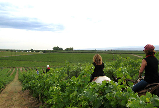 visitors riding through vineyards on horseback, easteern Washington