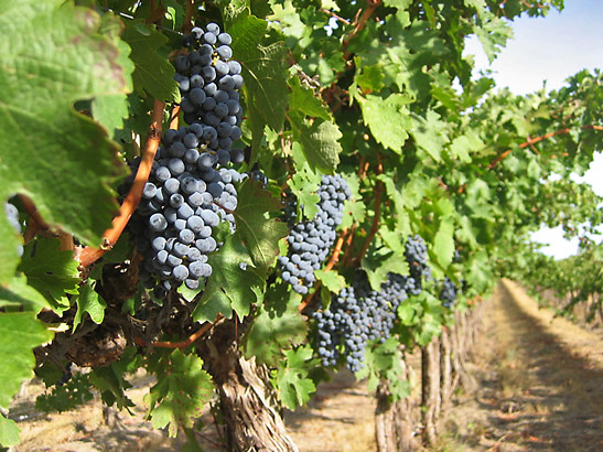grapes on the vine at a Red Mountain winery, eastern Washington