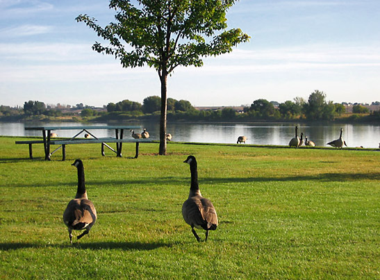 Canadian geese by a pond, Columbia River Valley, Washington