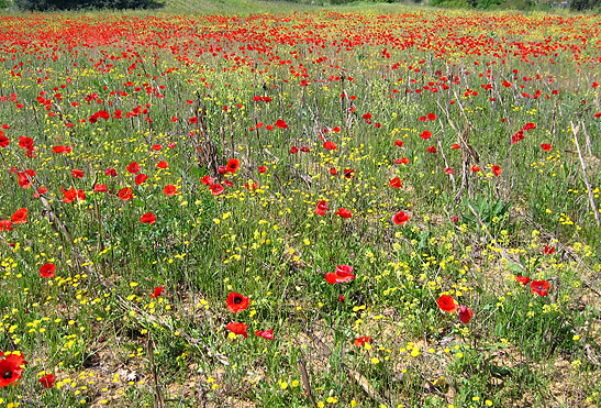 a poppy field in Flanders, Belgium