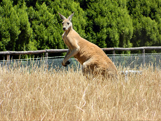 kangaroo viewed from an Indian Pacific train
