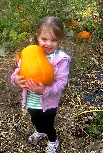 3-year old Harley Inabinet carries off her Halloween pumpkin at Walter's Fruit Ranch