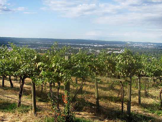 vineyards above Spokane at Eagle's Nest