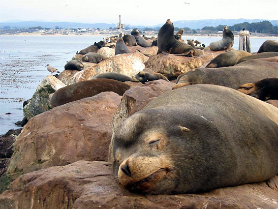a group of sea lions resting on a jetty while others bark in the background, Monterey Bay