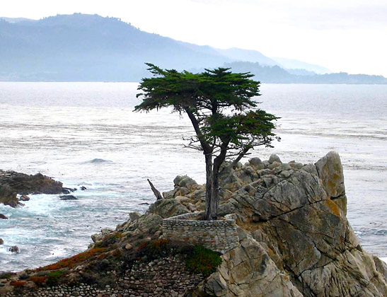 lone cypress tree amidst the rocks on 17-Mile Drive