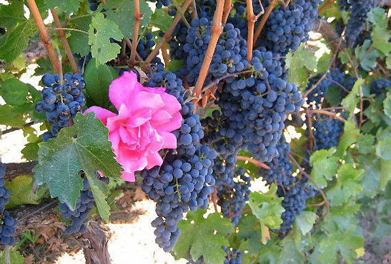 a rose amidst clusters of grape ready for harvest in one of Yountville's vineyards