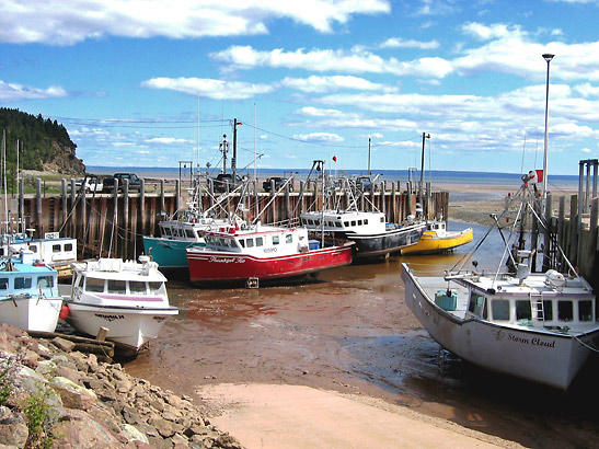 lobster boats waiting for the rising tide on the Bay of Fundy, New Brunswick