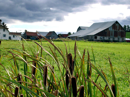 typical farm scene in New Brunswick