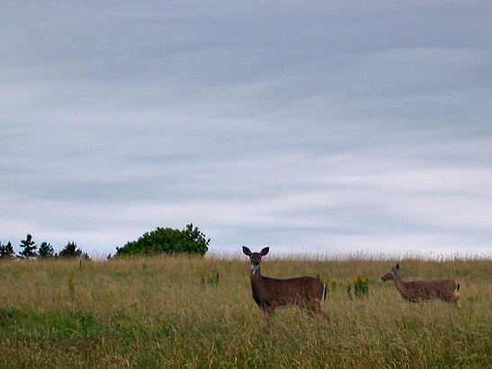 a pair of deer in the open, Fundy Trail Parkway