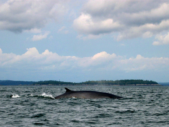 whale on the Bay of Fundy