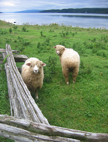 sheep at the Kings Landing Historical Settlement