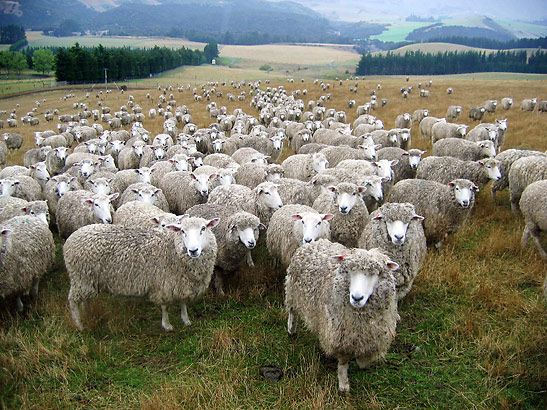 a flock of sheep in the countryside, New Zealand