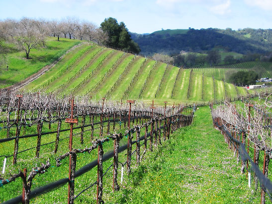 vineyards on terraced hillsides, Paso Robles