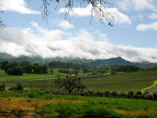 vinieyards of Paso Robles with late afternoon clouds moving in from the coast in the background