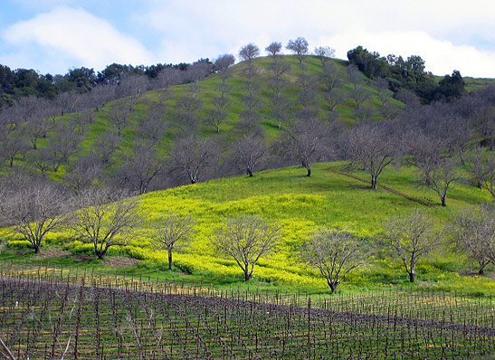 barren vineyards, walnut trees and wild mustard flowers on Paso de Robles hills