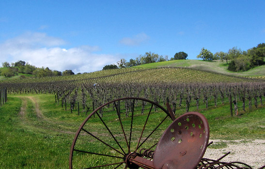 the entrance to Carmody McKnight Vineyards