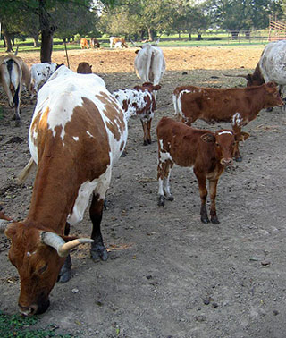 cattle at a ranch, San Antonio