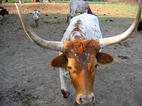 a Texas Longhorn