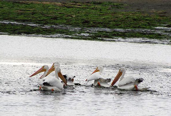 a group of white pelicans along the shore, Morro Bay