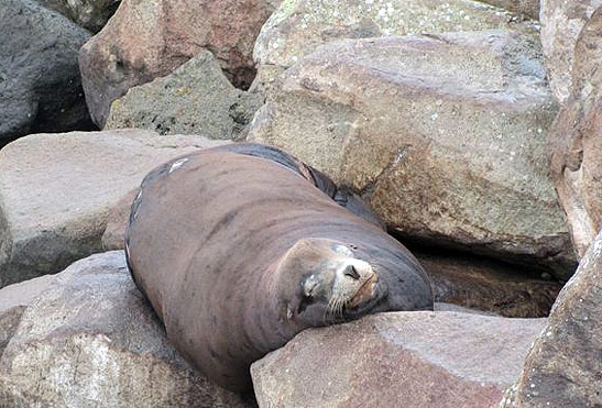 a seal lion resting among the rocks