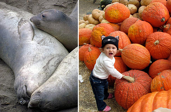 left: sea lions; right: a child at a pumpkin patch, Avila Valley Barn