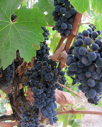 clusters of grapes ready for harvest, Edna Valley