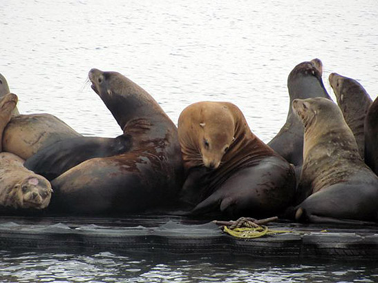 a group of sea lions