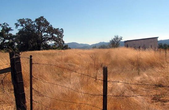 grassland turns golden brown in the summer