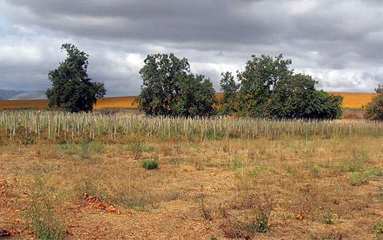 grasslands turning golden brown in the summer