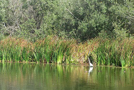 heron in a pond