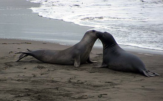 kissing sea lions