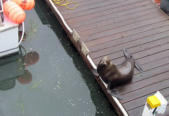 sea lion on a wharf, Morro Bay