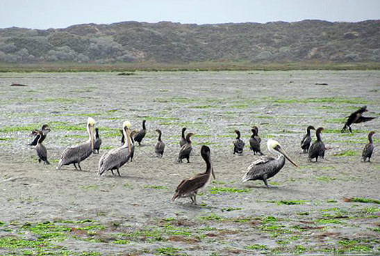 pelicans and geese