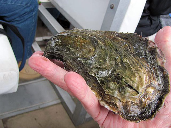 3-year old oyster on writer's hand 