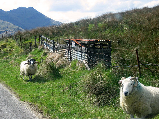 a pair of sheep outside by a fence, Scotland