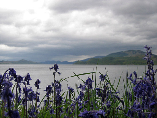 bluebells along the shore of Loch Fyne