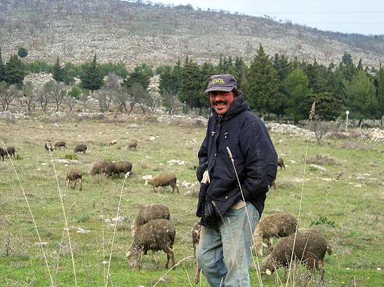 shepherd tending his flock of grazing sheep in the hills near Foggia, Southern Italy